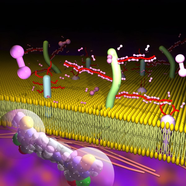 090701cellmembrane__image