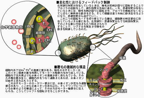 自己組織化＆自己集合」-ナノエレクトロニクス
