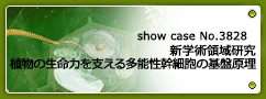 No.3828 平成29～33年度 文部科学省科学研究費助成事業 新学術領域研究「植物多能幹細胞」 植物の生命力を支える多能性幹細胞の基盤原理