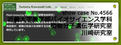 No.4566 近畿大学農学部バイオサイエンス学科 植物分子遺伝学研究室 川崎研究室